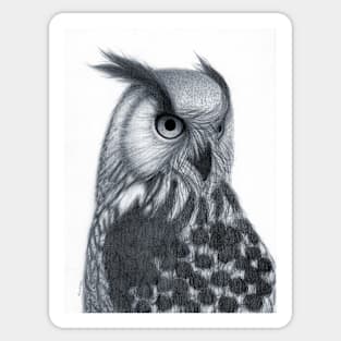 Owl Sticker